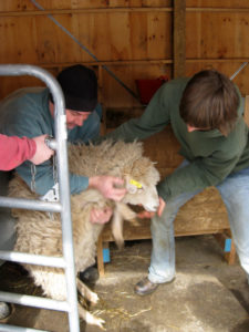 Caramel is taken to the shearing station