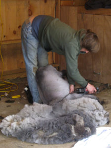 Our shearer at work