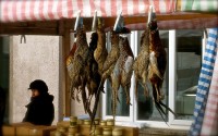 Hanging Pheasants