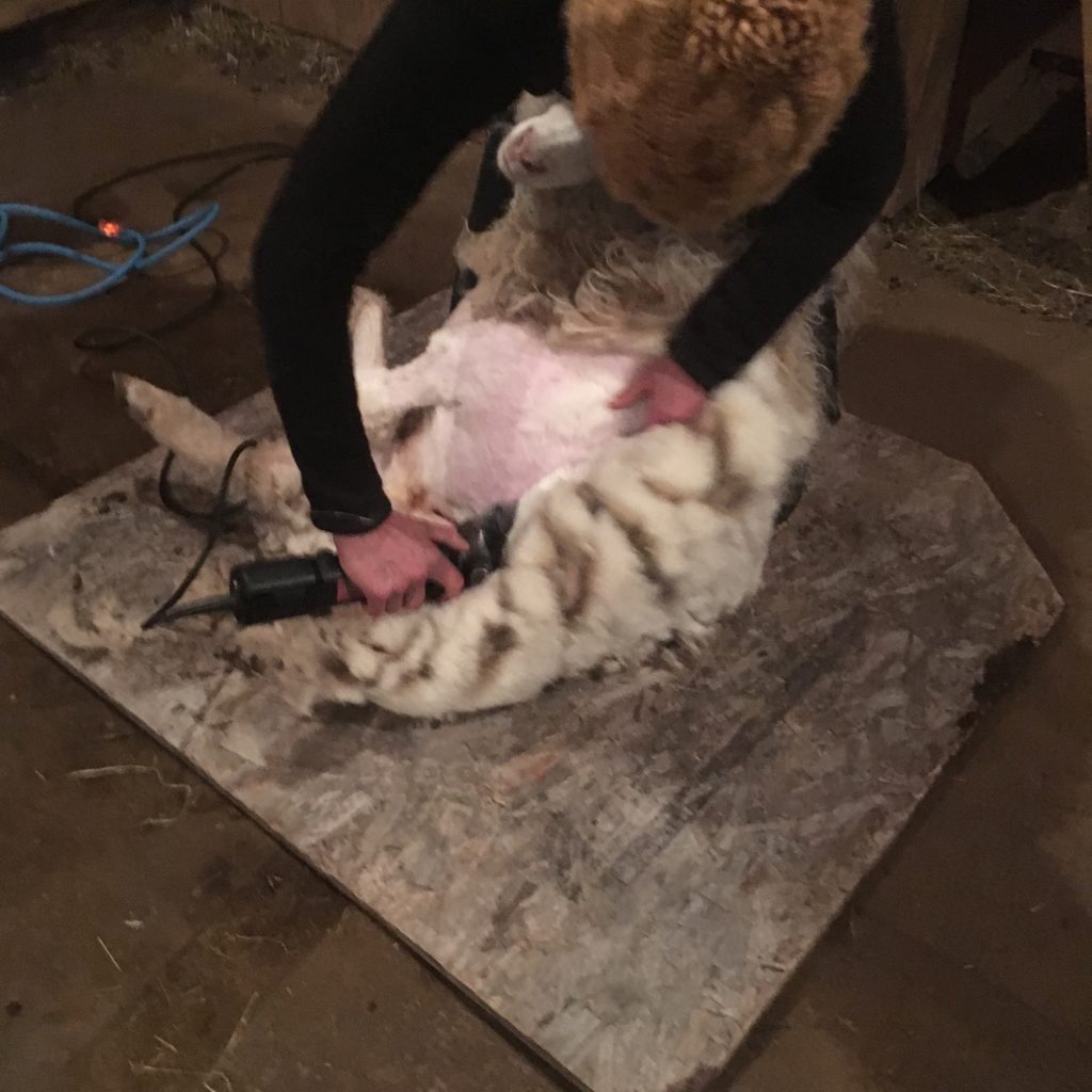 Shearing Camisa the ewe