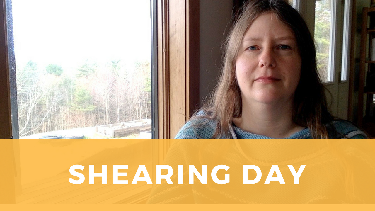 Shearing Day 2018 tips for a good fleece harvest gage hill crafts