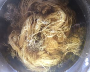 Lichen yarn in dye bath