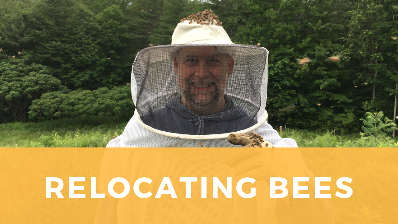 Click this image to go to the YouTube video of the bee relocation.