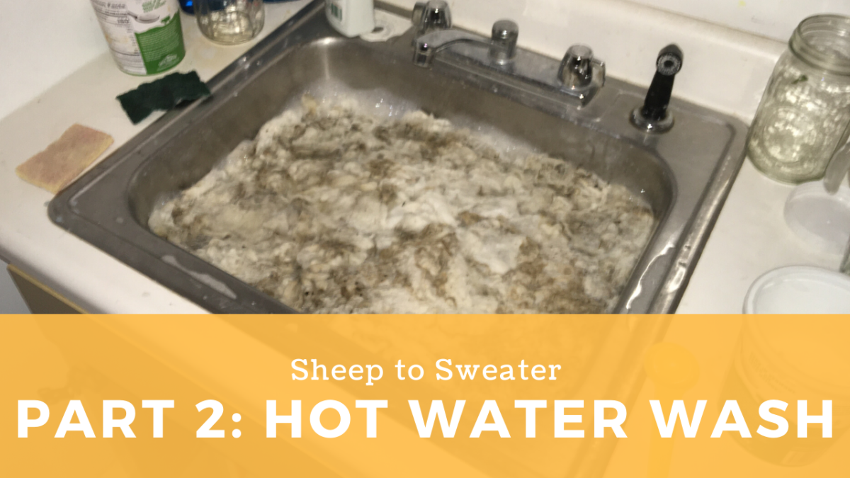 Sheep to Sweater – Part 2: Washing fleece with hot water and detergent