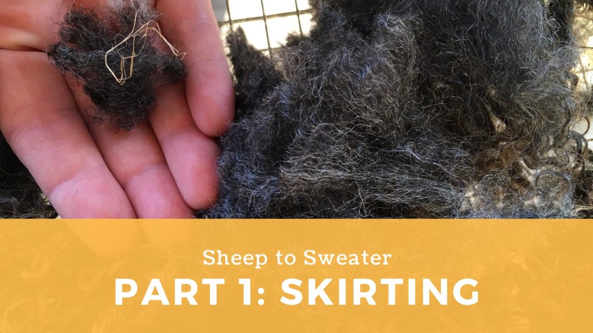 Sheep to Sweater – Part 1: Skirting Fleece