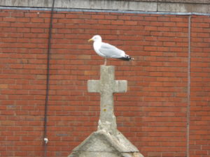 Seagul on stone cross