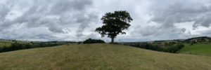 The Devon Wish Tree