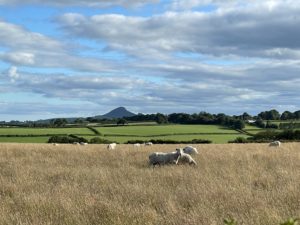 Sheep with the Skirrid in the Background