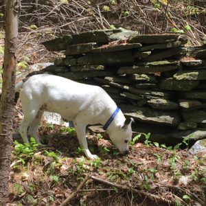 Leo checking for critters in an old stone wall behind our home.